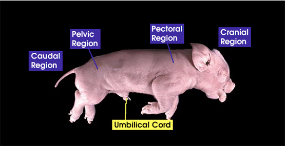 Virtual Pig Lab Option
